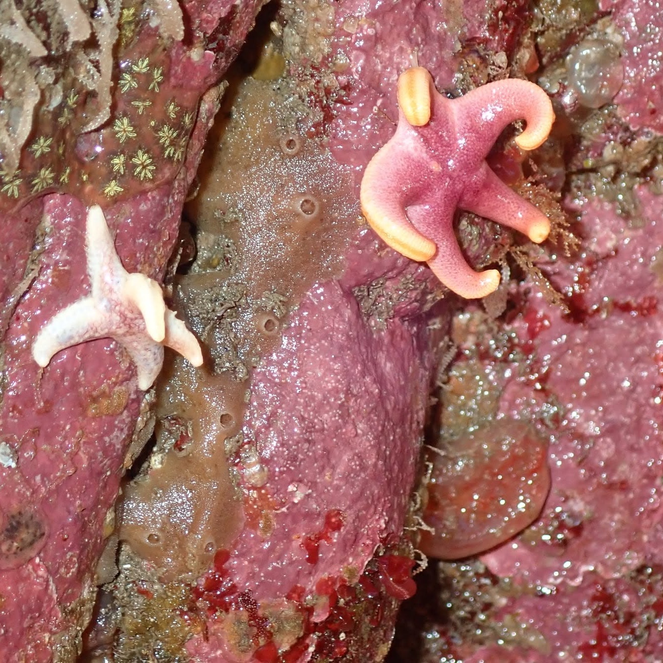 Starfish